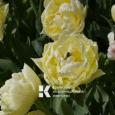 В Никитском ботаническом саду открылся Парад тюльпанов